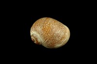 藏品(玉螺)的圖片